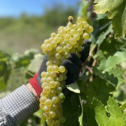 Grape Malvasia
