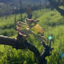 IMG_4079-scaled-e1746639207814-reuag3kpl2r9kvb4uf49q0z1m5cmfauicx5aqpq360